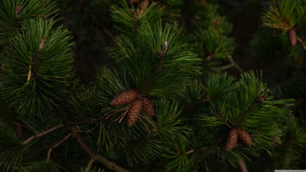 Close up of pine cones on green pine tree branches in natural light