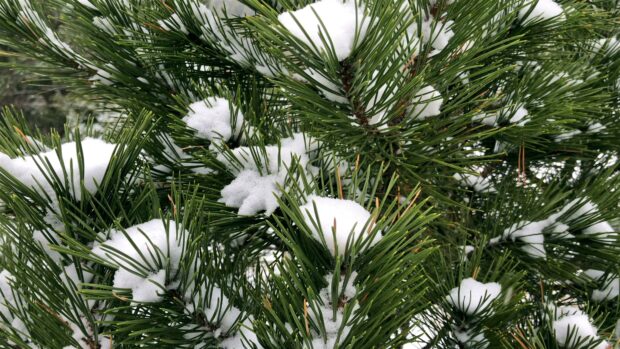 Close up of pine tree branches covered with snow during winter season