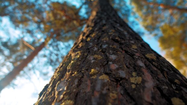 Close up view of pine tree bark showing detailed texture and moss growth