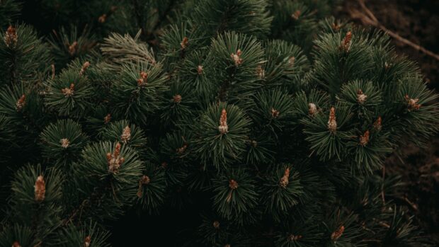 Pine tree buds growing on green pine branches in a natural forest setting