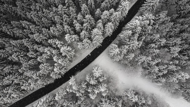 Snow covered pine trees around a winding road in a winter forest viewed from above