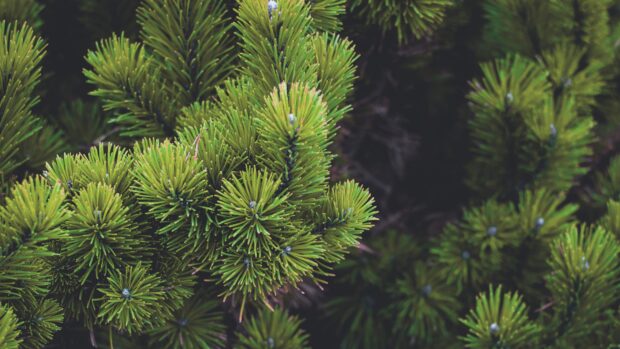 Close up view of detailed pine tree needles in lush green color on branches