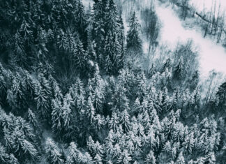 Snow covered pine trees in a winter forest from above with a peaceful snowy landscape