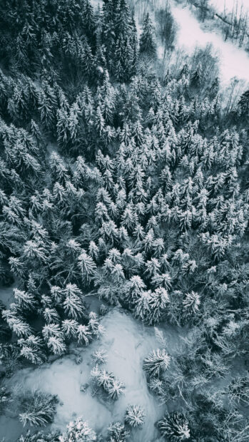 Snow covered pine trees in a winter forest from above with a peaceful snowy landscape