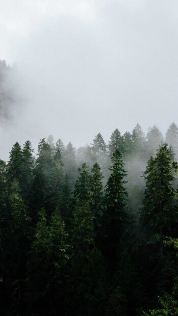 Green pine tree forest covered in mist on a foggy day