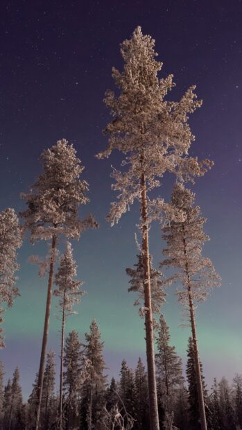 Tall pine trees covered with frost under a starry night sky with a faint aurora