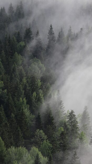 Dense pine tree forest covered in mist on a foggy morning