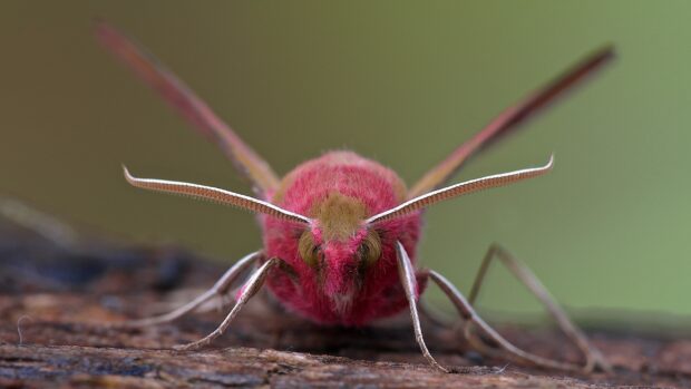 A detailed pink moth is resting on a rough tree bark surface in this macro shot, 2K Desktop Wallpaper