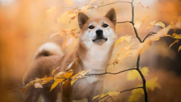 A Shiba Inu stands surrounded by golden leaves in a peaceful autumn forest setting, HD Desktop Wallpaper