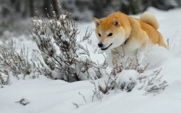 A Shiba Inu is running through the snow near some bushes in a winter landscape, HD Desktop Wallpaper