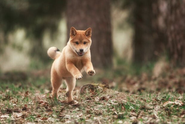A playful Shiba Inu is running through a forest with green grass and trees in the background, HD Desktop Wallpaper