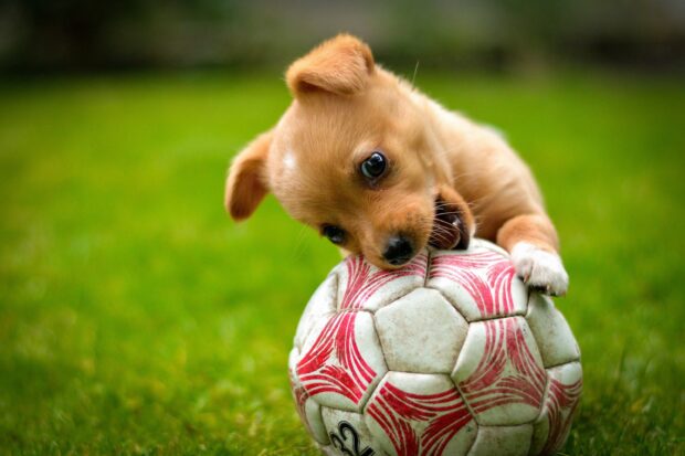 A playful dog biting a soccer ball on green grass in a lively scene of dog sports, 2K Desktop Wallpaper