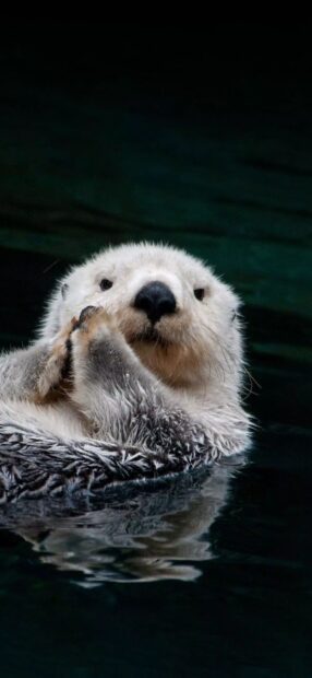 A playful otter is floating calmly on water with its fur wet, HD Phone Wallpaper