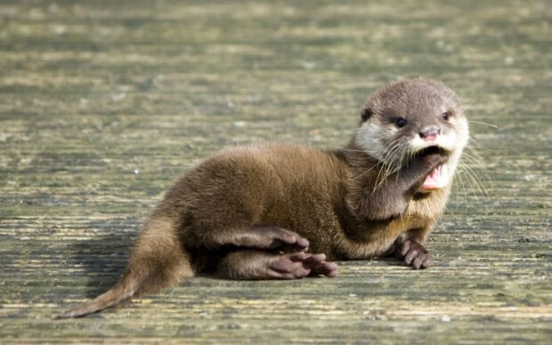 A playful otter is lying on a wooden surface with its paw near its mouth in a natural setting, 2K Desktop Wallpaper