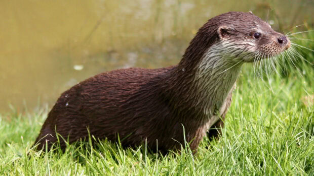 A playful otter stands on green grass near the water in a natural setting with otter wallpapers, 4K Desktop Wallpaper