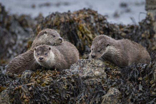 Three otters are resting and exploring the rocky shore covered with seaweed in the image featuring otter wallpapers, 2K Desktop Wallpaper