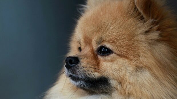 A close up of a Pomeranian dog with fluffy fur and dark eyes, HD Desktop Wallpaper