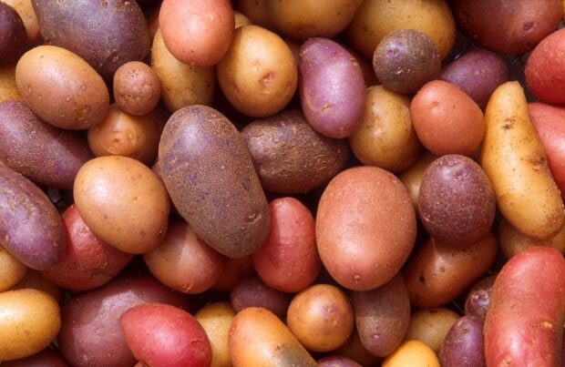 A variety of colorful potato types in different shapes and sizes closely arranged together