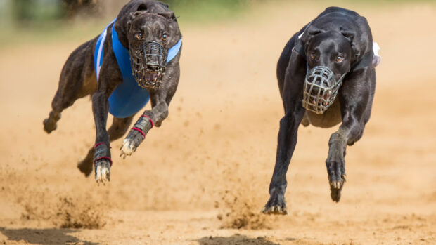 Two dogs wearing muzzles racing on a dirt track during a dog sports event, HD Desktop Wallpaper