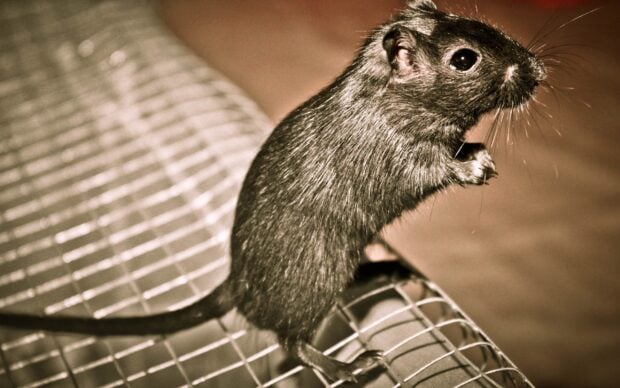 A close up of a rat standing on a metal wire surface showing detailed fur and whiskers