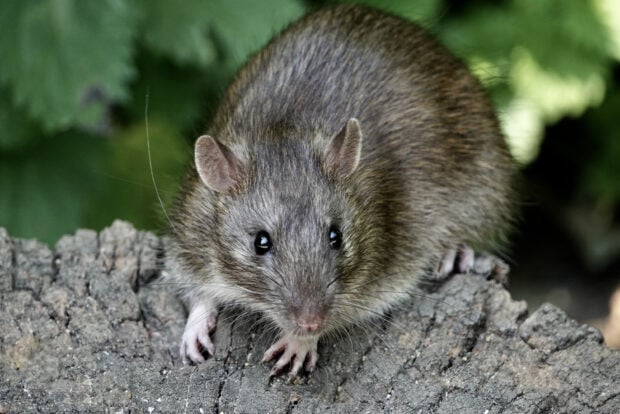 A close up of a wild rat sitting on a tree stump with green leaves in the background