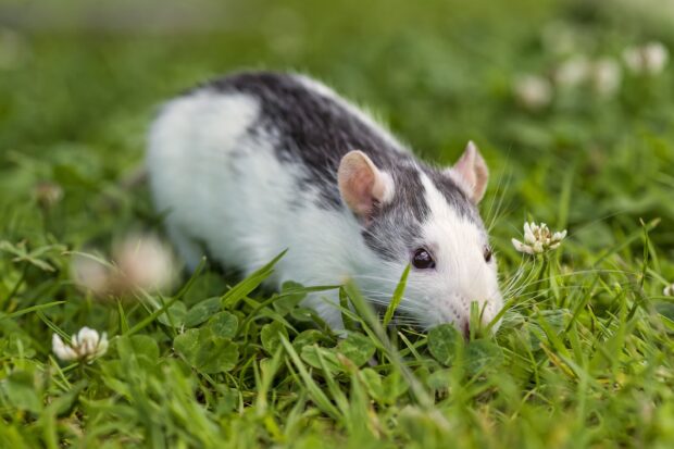A rat with black and white fur sniffing grass in a green outdoor setting