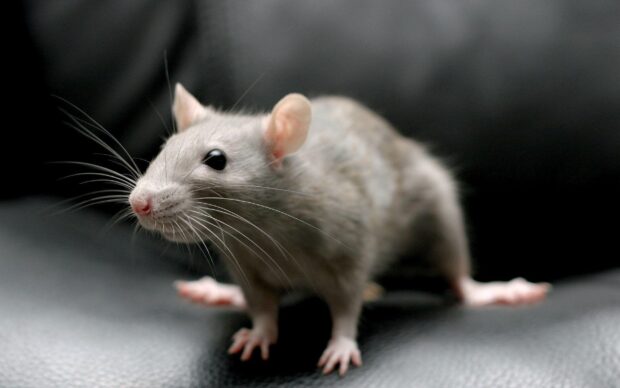 A close up of a rat showing its whiskers and ears on a dark surface