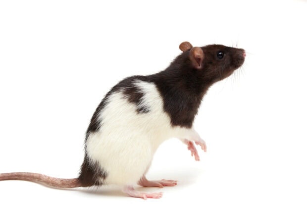 Black and white rat standing on white surface with a raised front paw