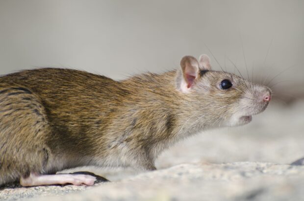 A close up side view of a brown rat standing on a stone surface