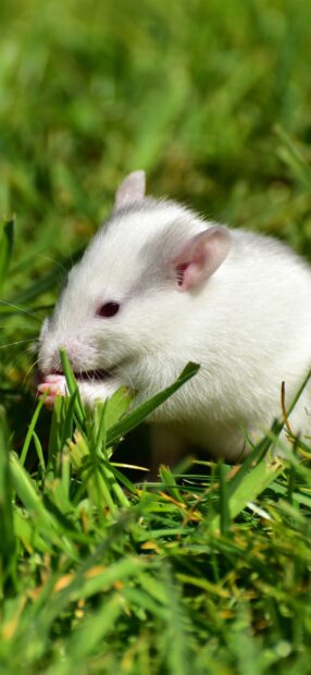 A white rat eating grass in the green field with detailed fur and pink ears