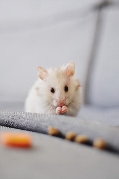 Cute white rat eating food with small paws on a soft surface