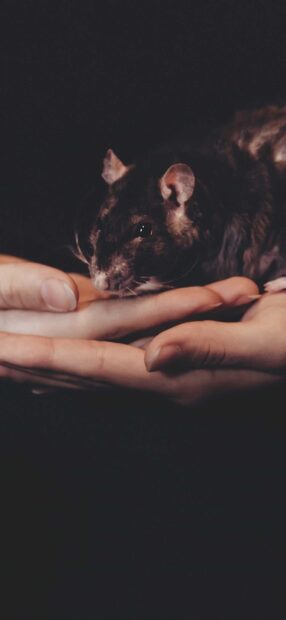 A rat resting calmly on a human hand in a dark setting
