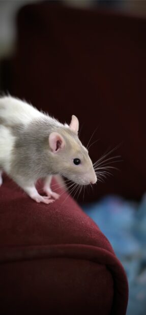 A close up of a rat standing on the edge of a red surface