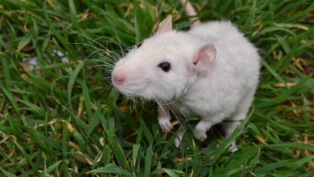 White rat standing on green grass in natural environment