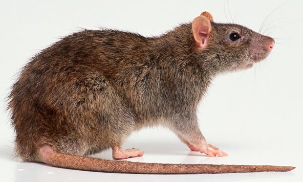 A brown rat standing on a white surface showing detailed fur and whiskers