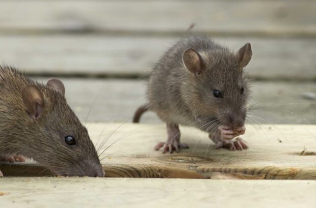 Two rats exploring a wooden surface with one eating food crumbs