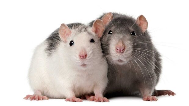 Two rats sitting closely together on a white background showing their detailed fur and whiskers