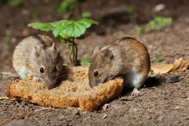 Two wild rats eating a slice of bread on the ground in nature background