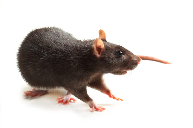 A close up of a rat showing its fur and whiskers on a white background