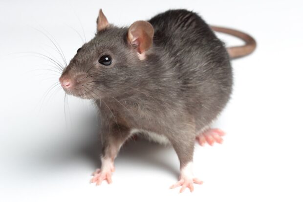 A close up of a rat standing on a white surface showing its detailed fur and whiskers