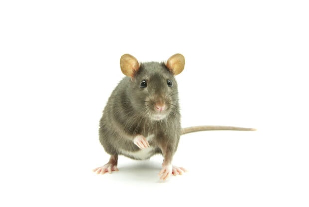 A close up of a rat with glossy fur standing on a white surface