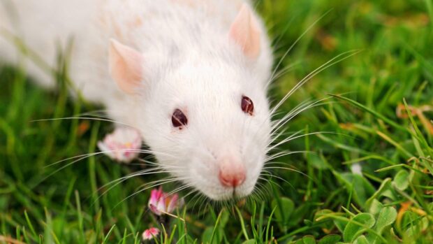 A close up of a white rat exploring green grass with small pink flowers nearby