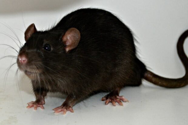 A close up view of a rat with dark fur standing on a white surface