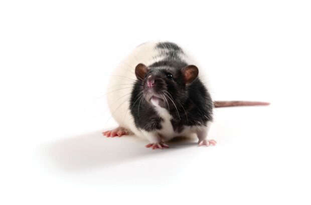 A black and white rat standing on a white surface looking curious and alert
