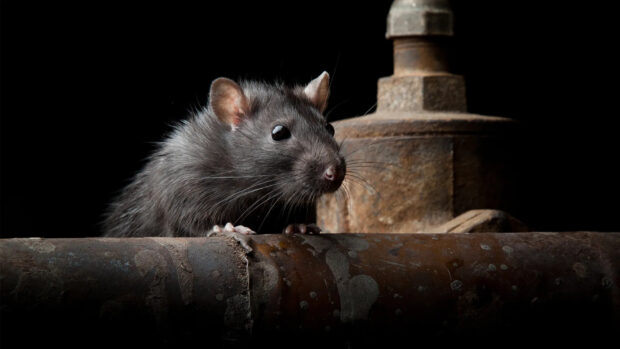 A curious rat with shiny black fur peeking over a rusty pipe in a dark setting