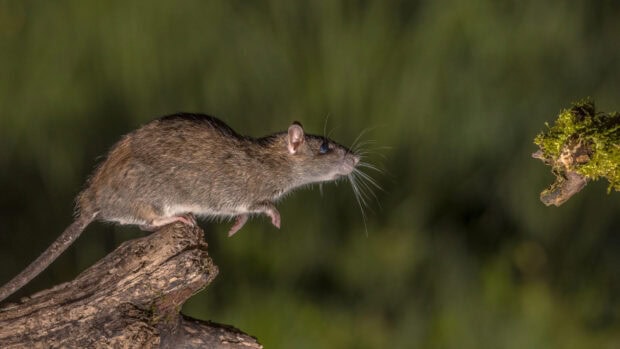 A wild rat climbing on a tree branch in natural outdoor environment