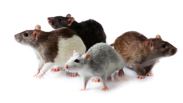 Four rats with different fur colors standing together on a white surface