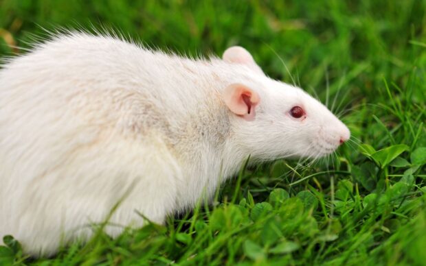 Rat
