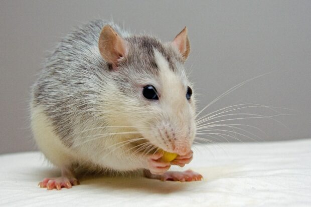 A close up of a rat eating food while sitting on a white surface