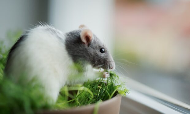 A gray and white rat eating fresh green herbs on a windowsill